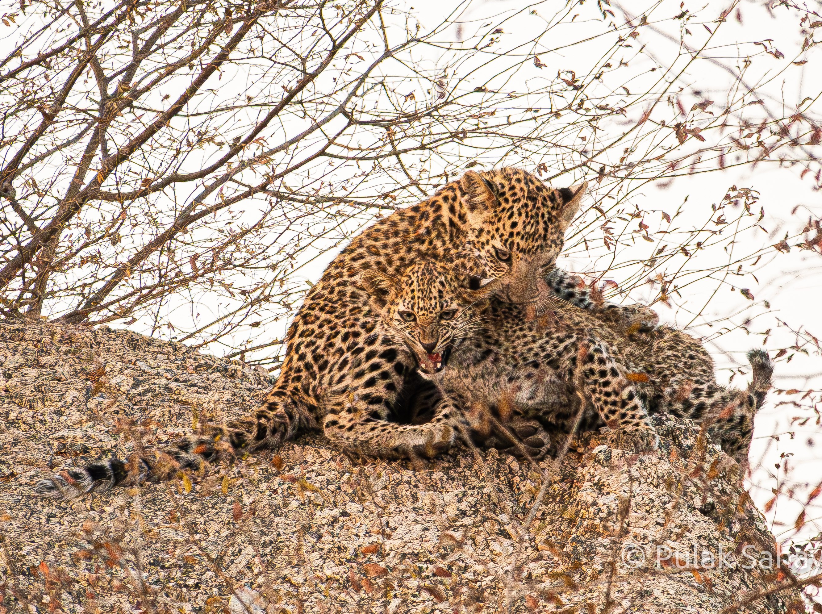 Cub snarling on being bitten